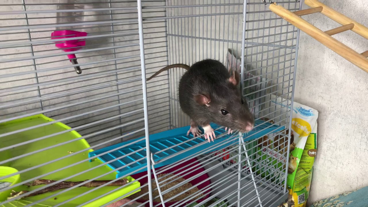 Крысам можно сельдерей. Одомашненные крысы. Декоративные крысы в зоомагазине. Крыса из зоомагазина. Крысы в доме.