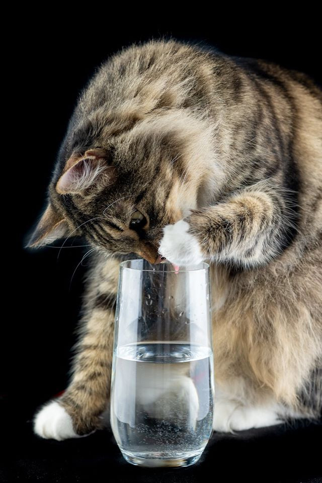 Тревожные сигналы: почему кошка не ест и не пьёт в течение нескольких дней