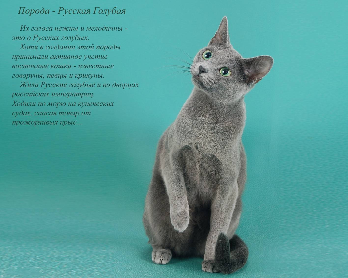 породы русских кошек фото и названия