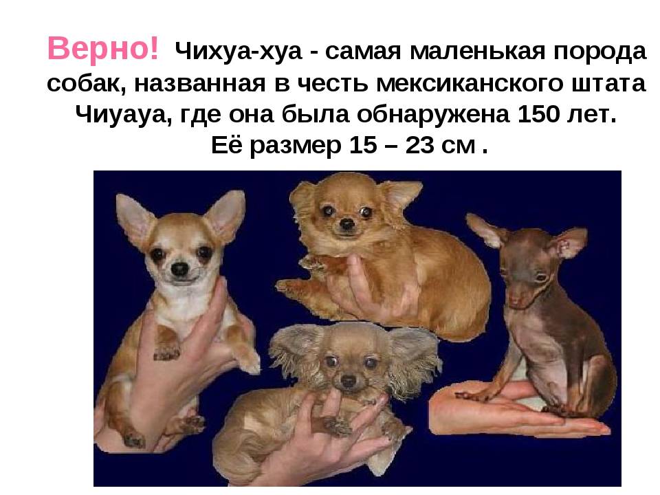 Маленькие породы собак: названия и фото (каталог)