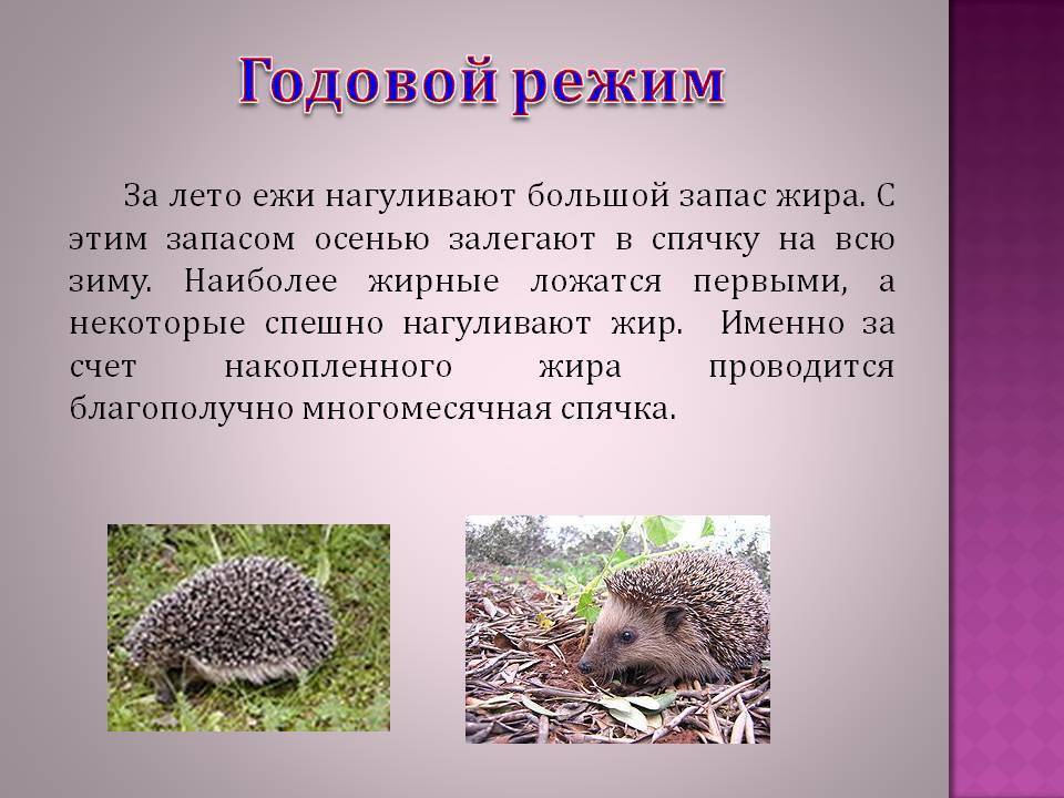 Животные впадающие в спячку зимой - названия, фото и краткое описание