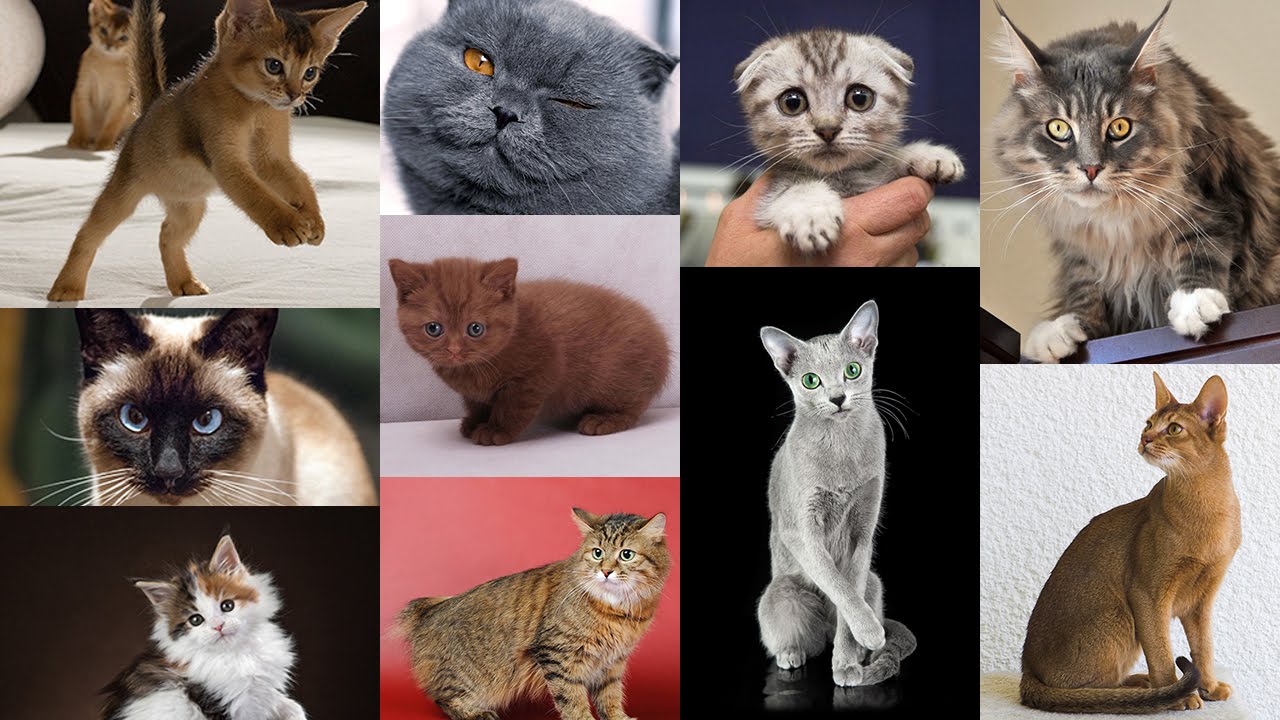 Все виды кошек с фото
