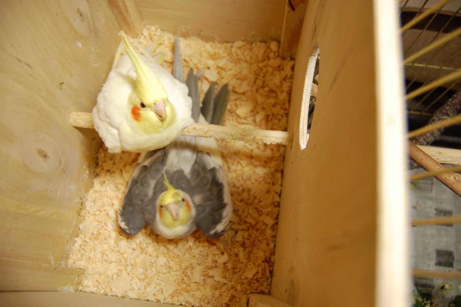Гнездо для волнистых попугаев: всё про обустройство гнездового домика