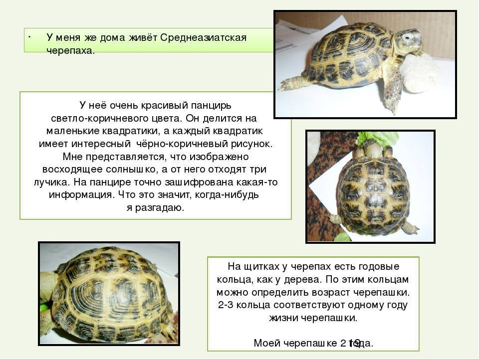 Среднеазиатские черепахи: уход и содержание в домашних условиях