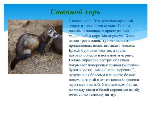 Степной (светлый) хорек: краткое описание зверька