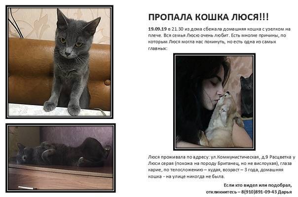 Как найти кошку, если она убежала