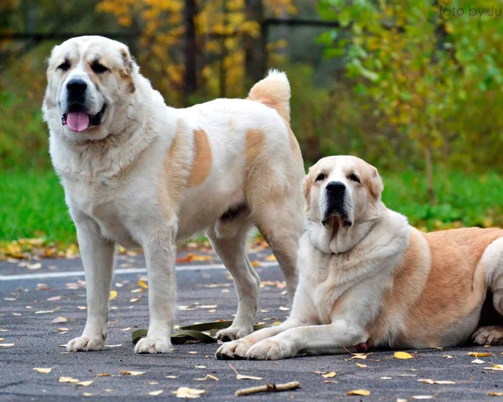 18 популяпных пород служебных собак с описанием | pet7