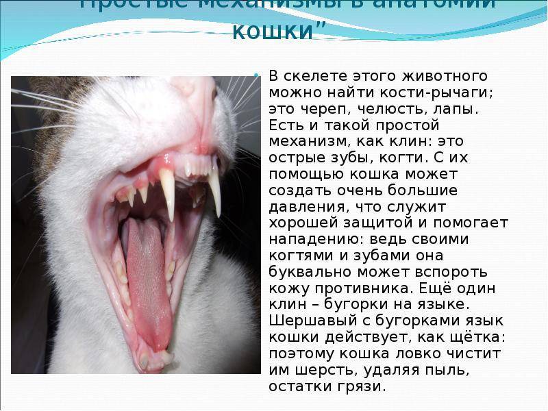 Смена зубов у котят: когда у котят меняются зубы, уход за малышом, возможные осложнения