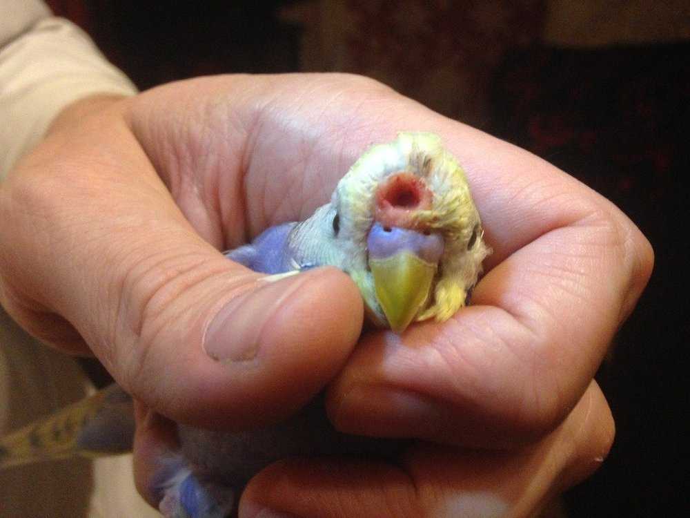 Почему попугай чихает? причины, лечение, возможные последствия