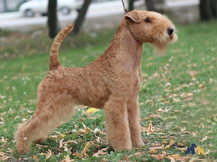 ᐉ описание породы собак лейкленд терьер с отзывами владельцев и фото - zoogradspb.ru