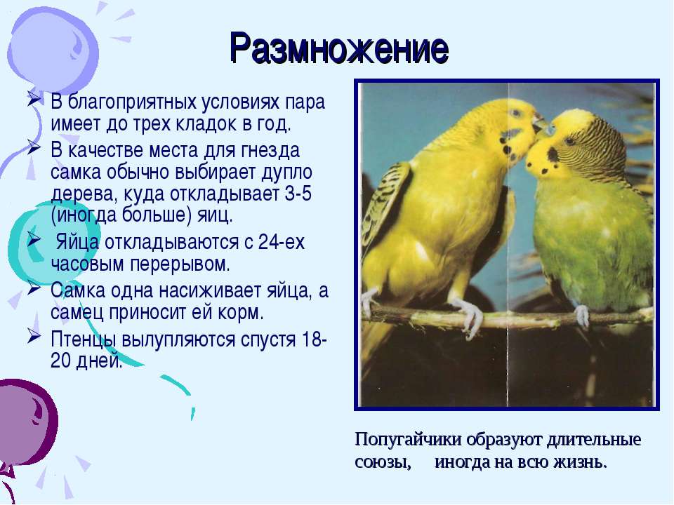 Разведение волнистых попугаев в домашних условиях: как размножаются попугаи