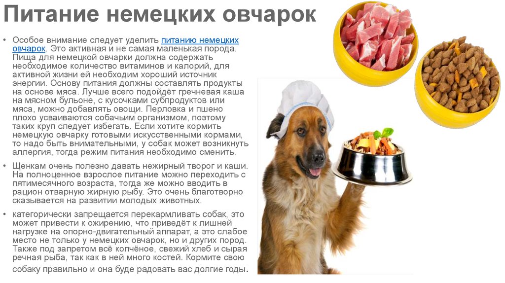 9 субпродуктов для собаки: инструкция для новичка