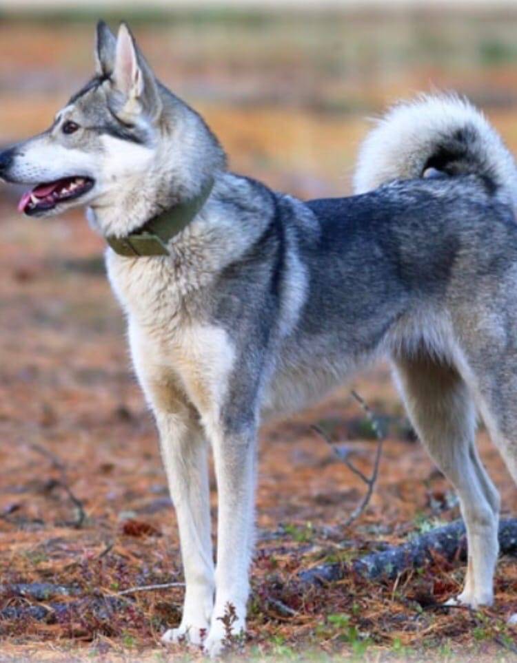 Западносибирская лайка (зсл): описание породы собак с фото и видео