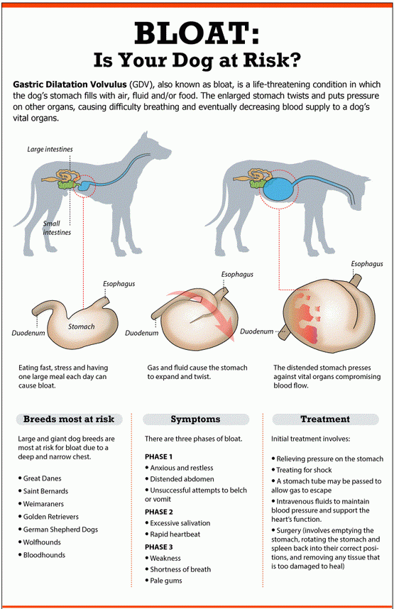 Заворот желудка у собак (симптомы, тактика лечение, хирургия)
