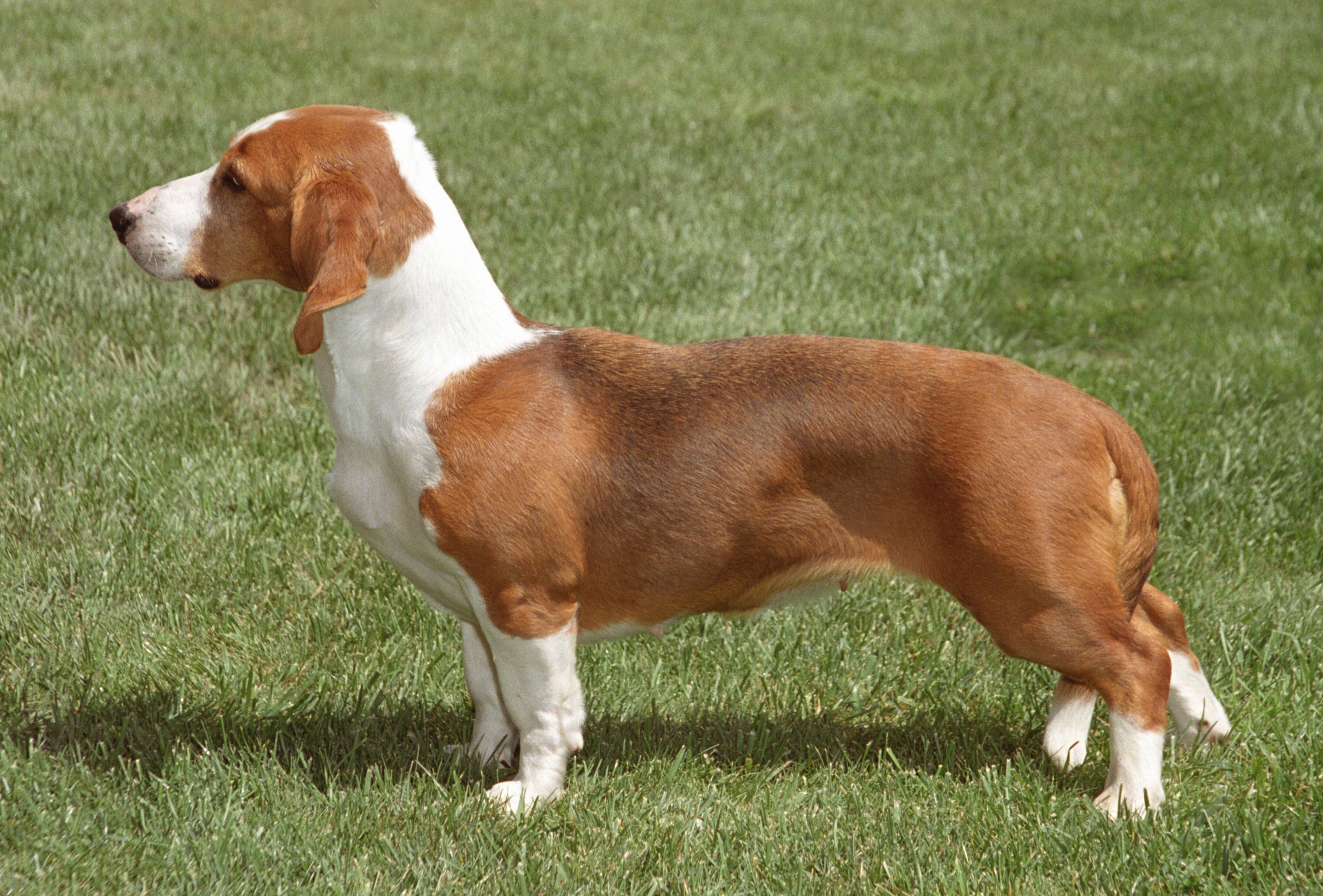 Порода собак с длинными ушами и короткими лапами фото и название
