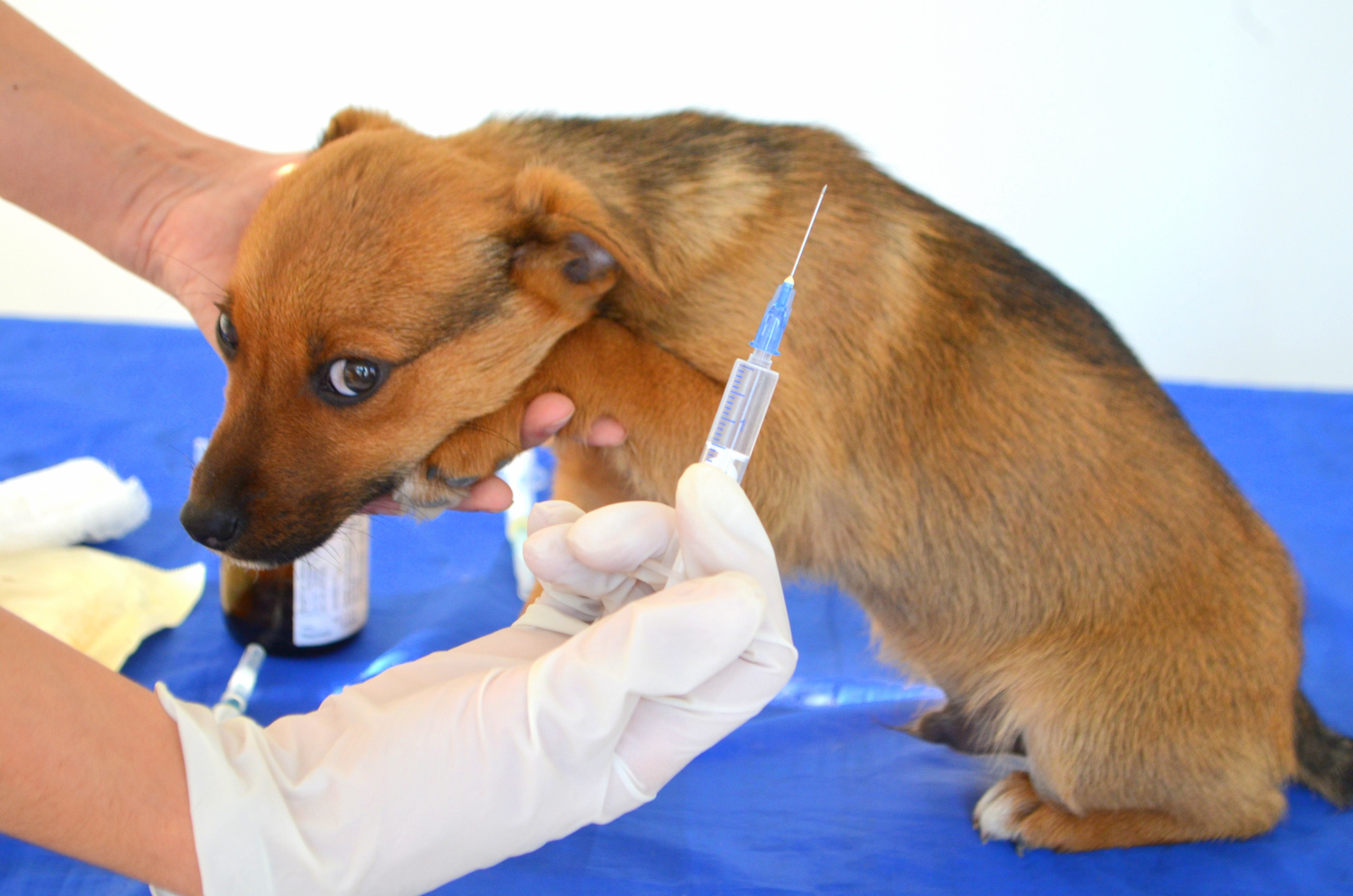 Как поставить прививку щенку дома?