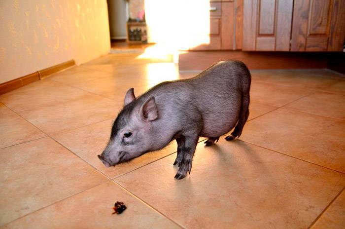 Мини-пиг – домашняя декоративная свинка | энциклопедия домашних животных