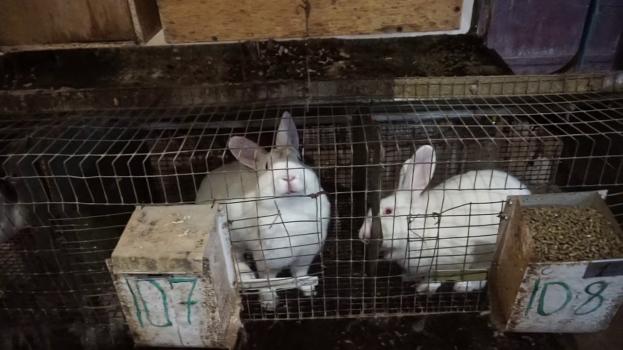 Все о разведении кроликов в домашних условиях для начинающих