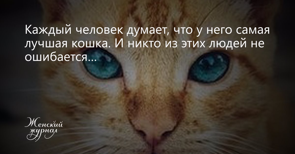 Что кошки думают о людях: исследования джона брэдшоу