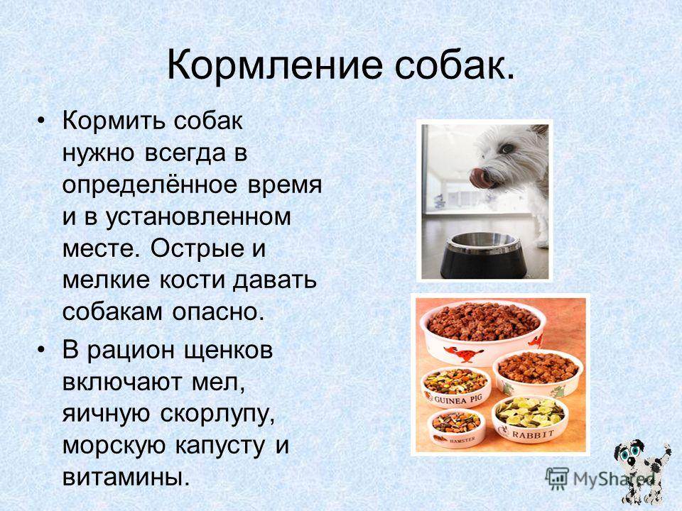 Лиса в домашних условиях | мои домашние питомцы