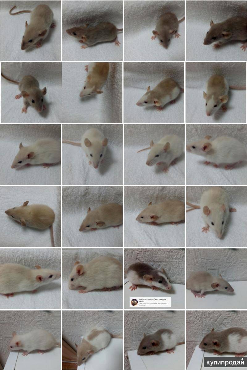 Виды и породы декоративных крыс: описания с фото, список всех разновидностей