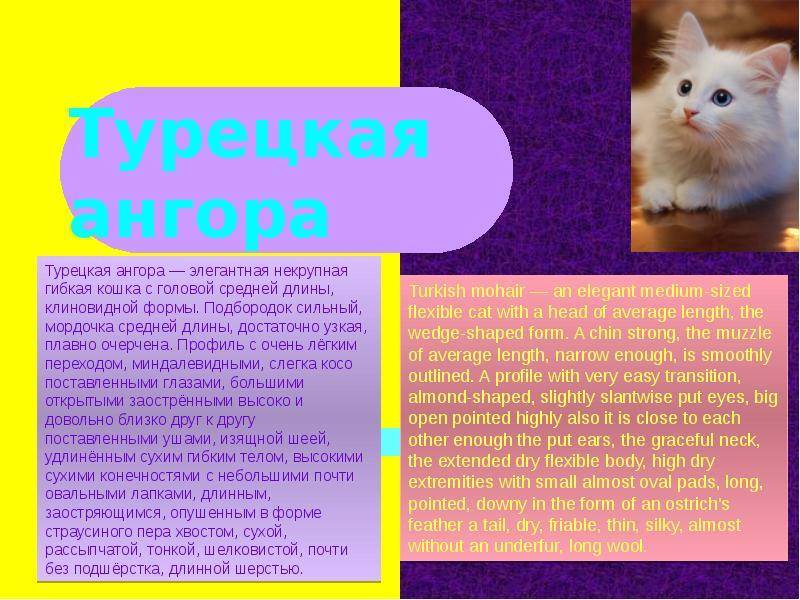 Турецкая ангора (ангорская кошка): описание и характер породы
