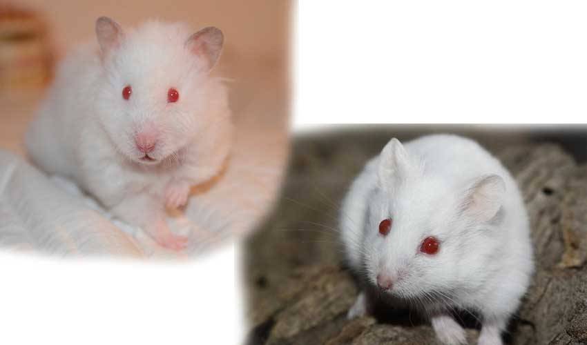 Белые хомяки альбиносы с красными глазами: описание и фото
