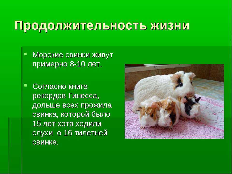 Особенности характера, поведения и интеллекта морских свинок