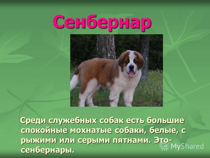 Название породы собак из бетховена: интересные факты и описание вида