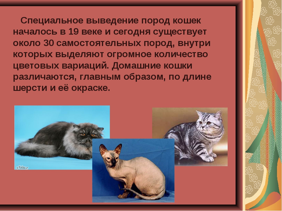 Оцикет: описание, характер, фото, цена, содержание