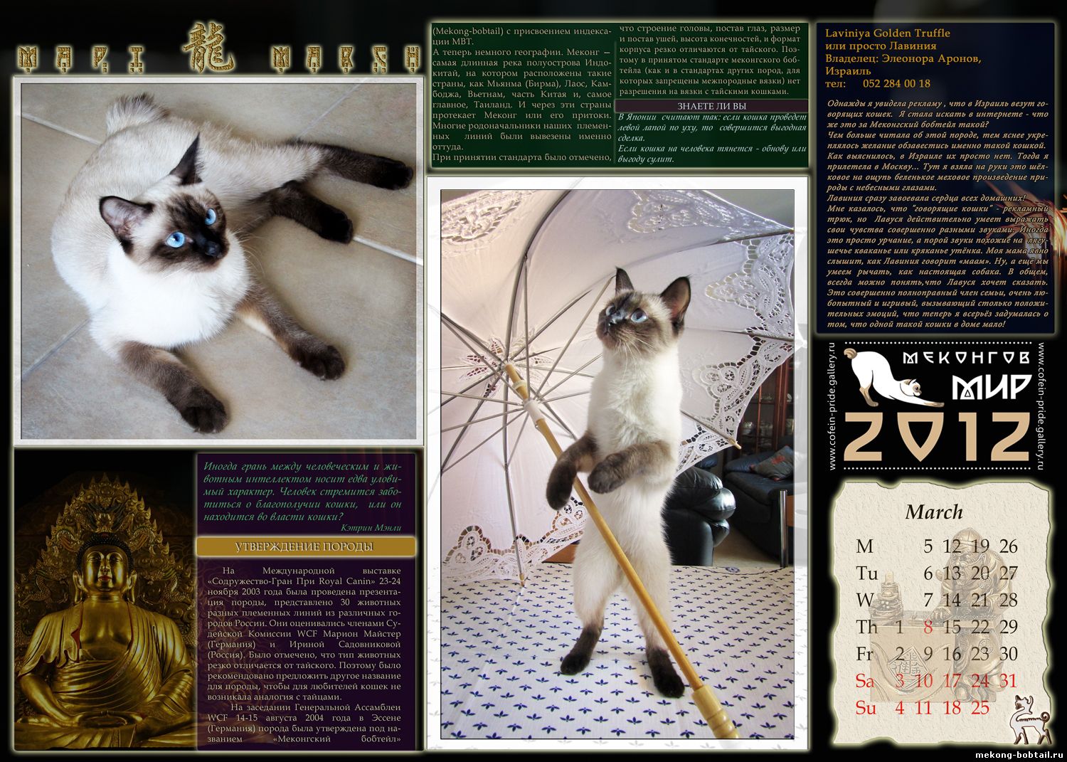 Меконгский бобтейл – описание пород котов