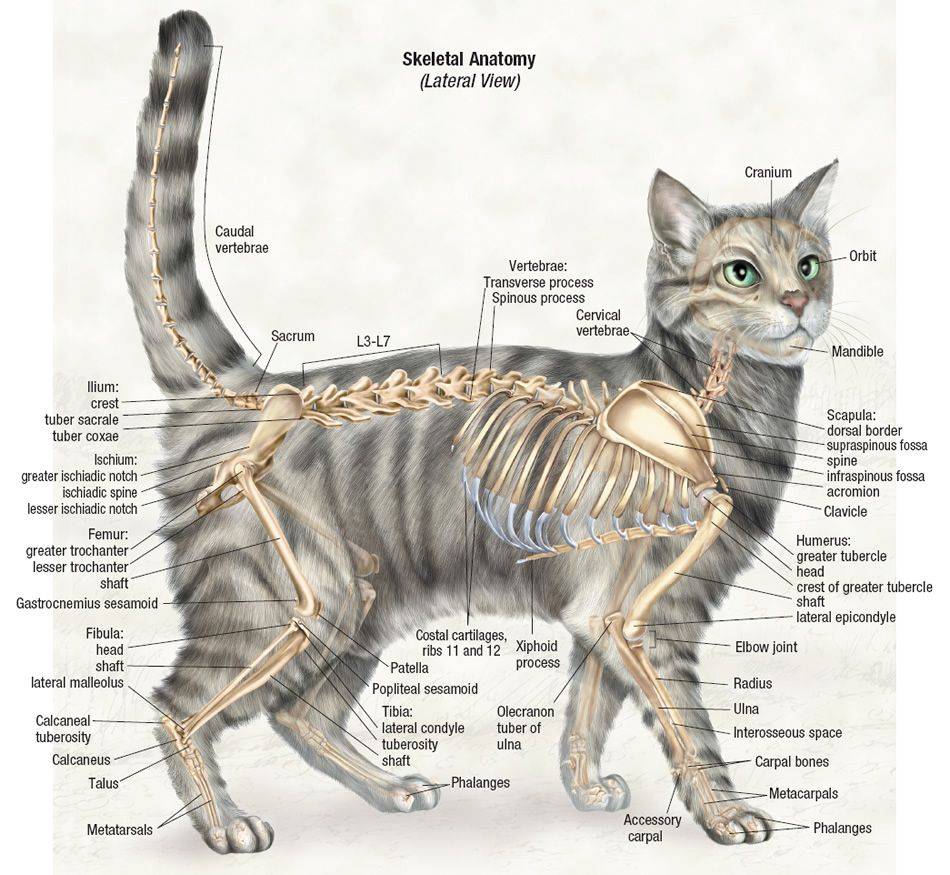 Краткий экскурс в мир кошачьей анатомии |