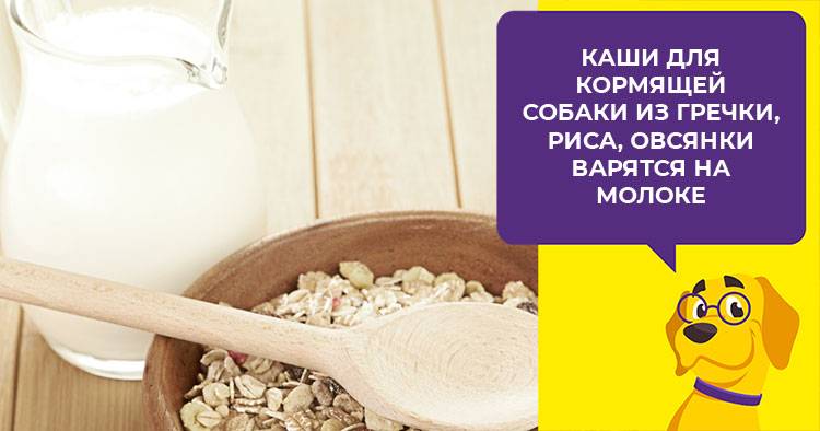 Какие крупы можно давать собакам