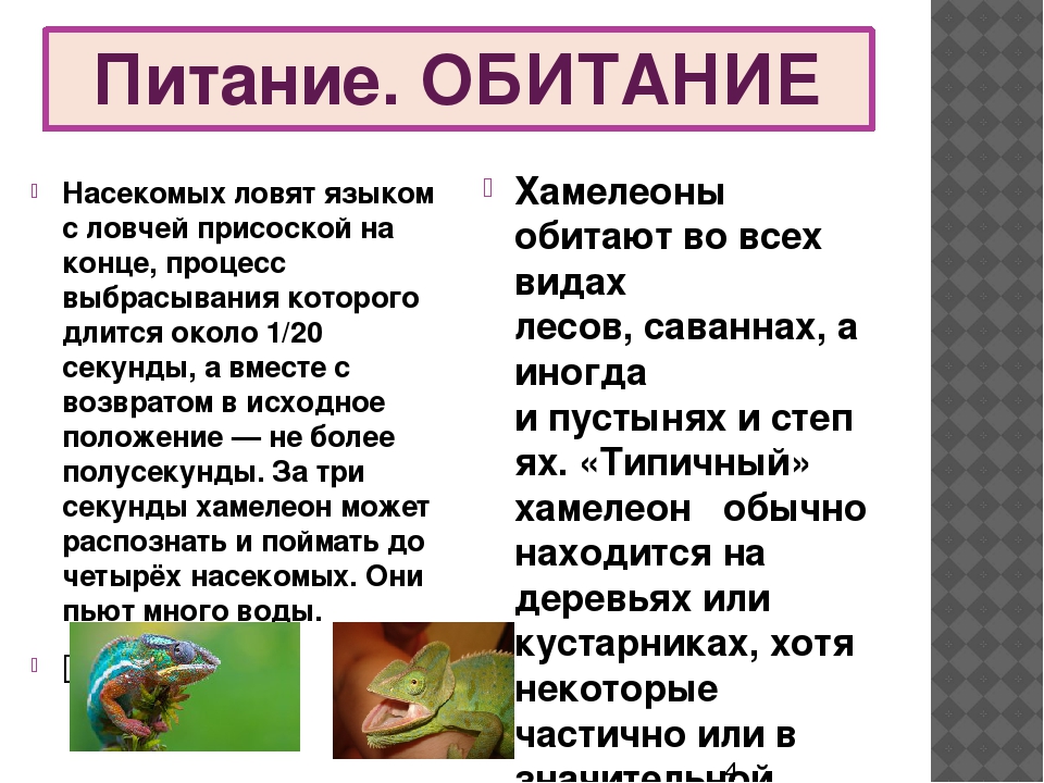 Чем кормить хамелеона в домашних условиях, как часто