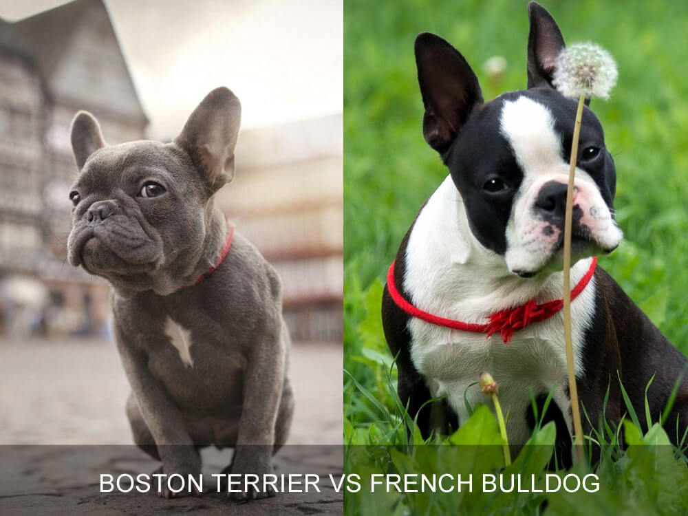 Чем отличаются бостон терьеры от французских бульдогов: сравнение