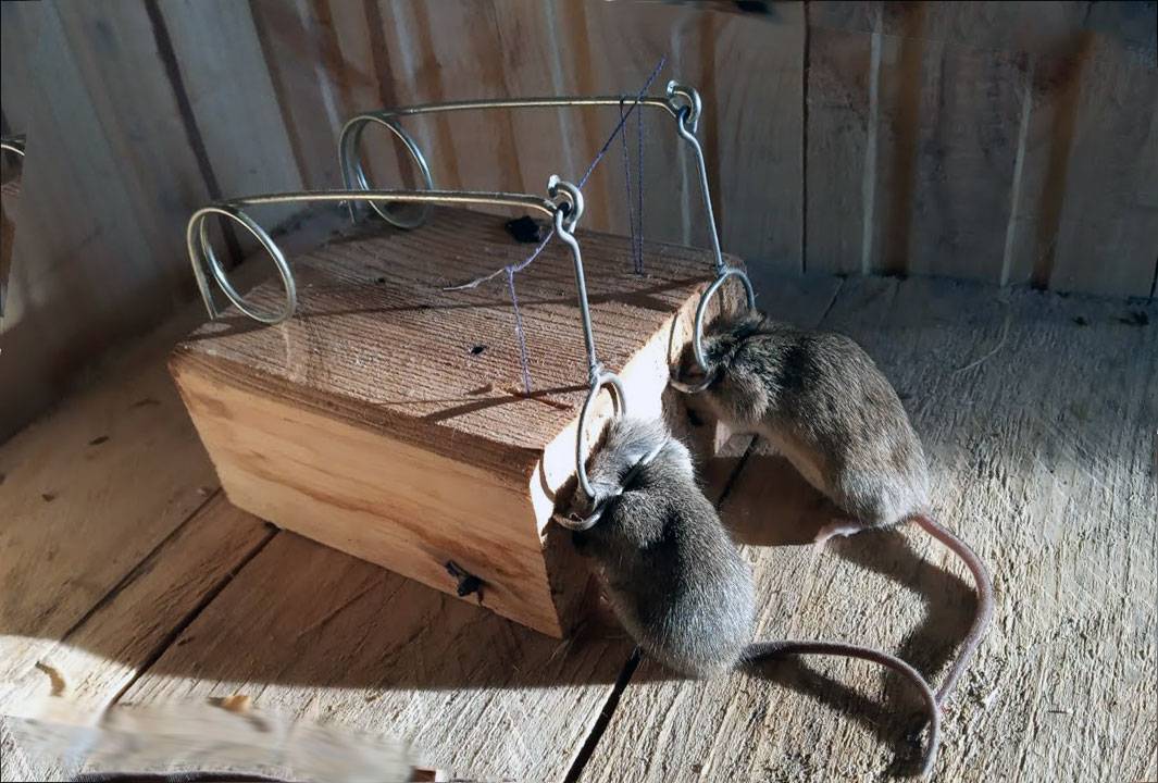 Собаки, умеющие ловить крыс и мышей