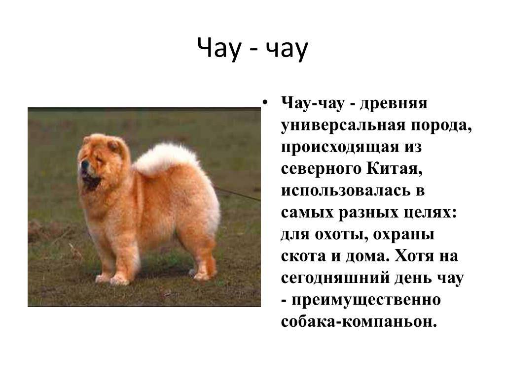Чау-чау — порода собак