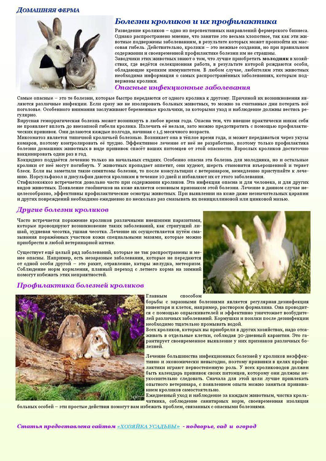 Миксоматоз у кроликов: фото, симптомы и лечение болезни