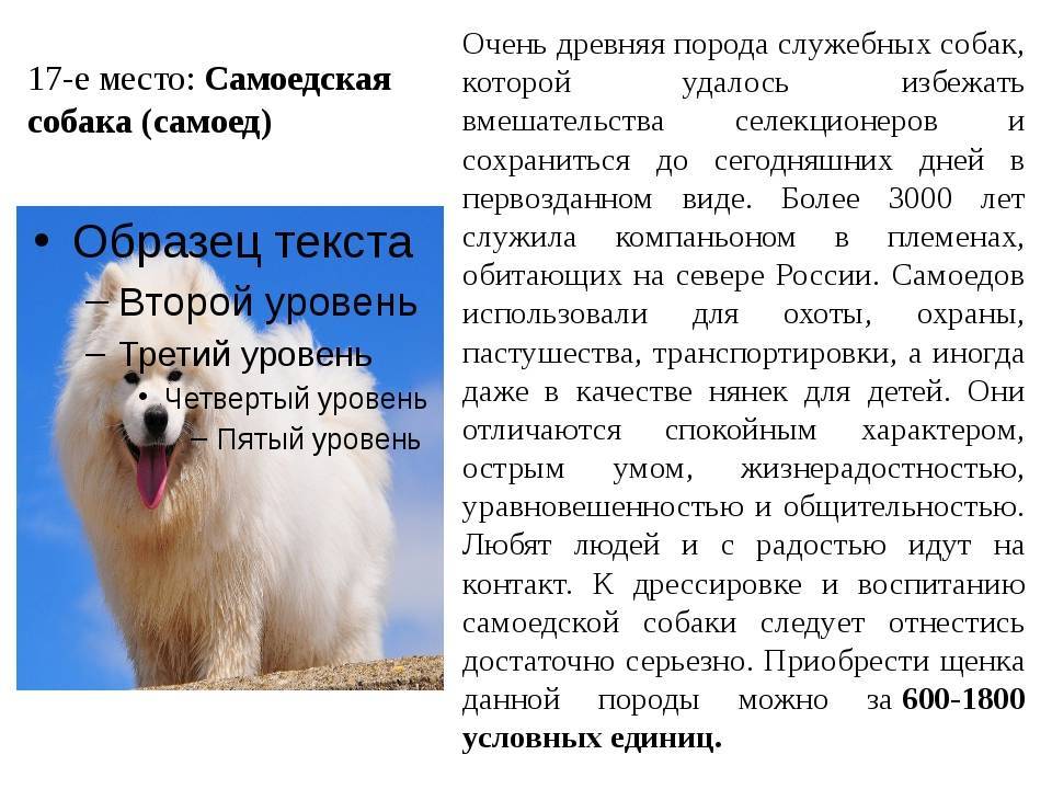 Порода собак самоед: почему так назвали? - gafki.ru
