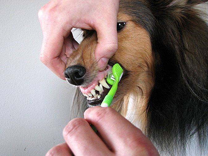 Как можно почистить зубы собаке в домашних условиях – рекомендации по уходу