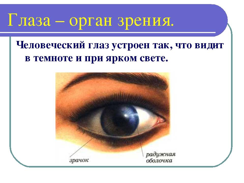 Тест по теме органы зрения. Органы чувств глаза. Органы чувств орган зрения. Глаза орган зрения. Органы чувств строение глаза.