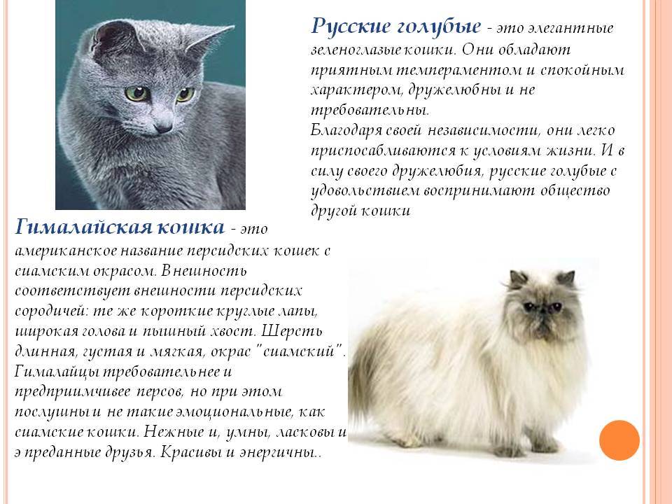 Нибелунг порода кошек: фото, описание и характеристики