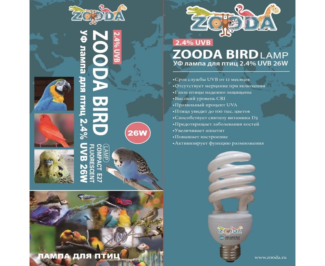 Лампа для попугая: каким должно быть правильное освещение?