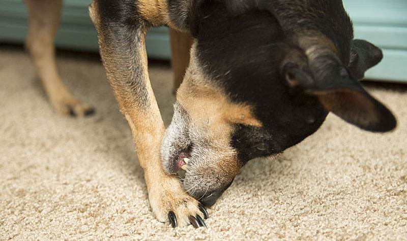 Болезни лап у собак: симптомы и лечение