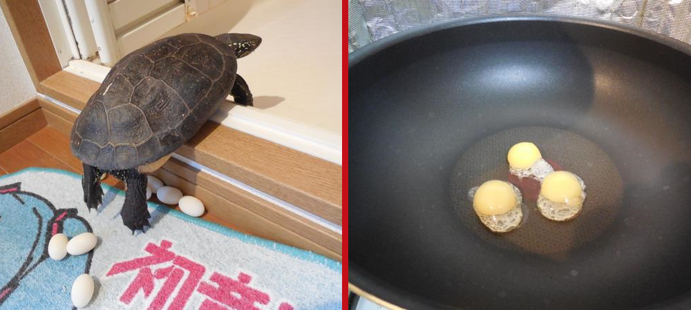 Красноухая черепаха откладывает яйца. Красноухая Болотная черепаха. Черепашьи яйца красноухие черепахи. Яйца красноухой черепахи. Калифорнийская красноухая черепаха.