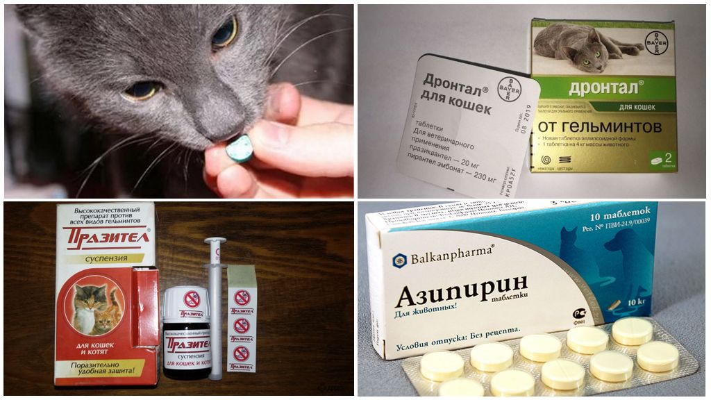 Гельминтоз у кошек симптомы и лечение фото