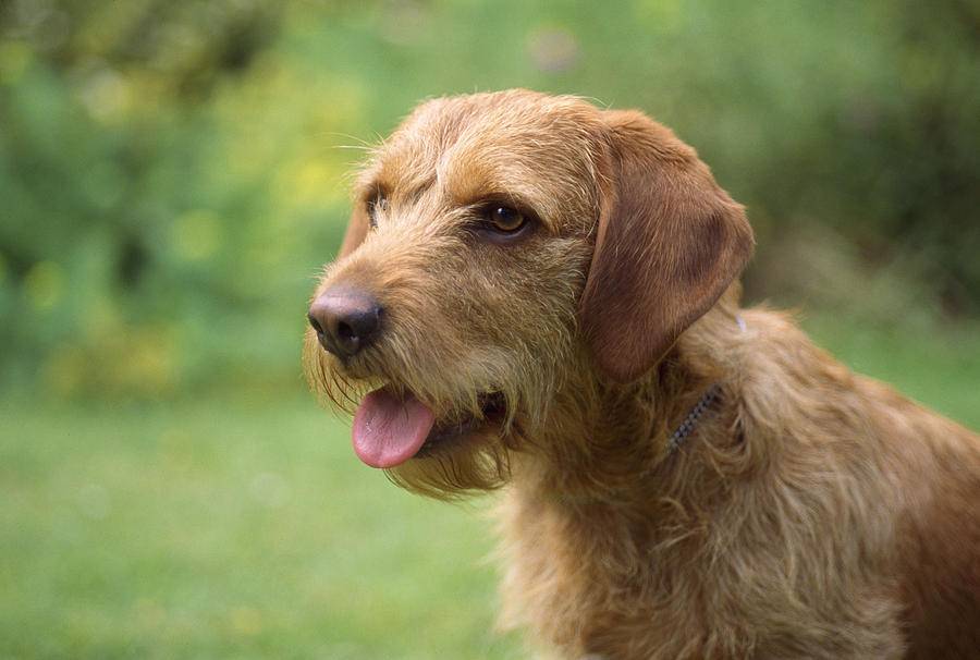 Описание породы собак - рыжий бретонский бассет