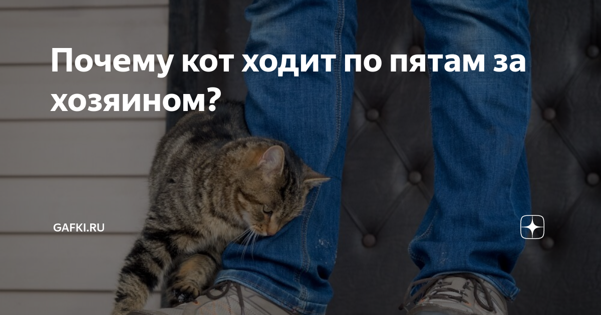Почему кот ходит по пятам за хозяином?