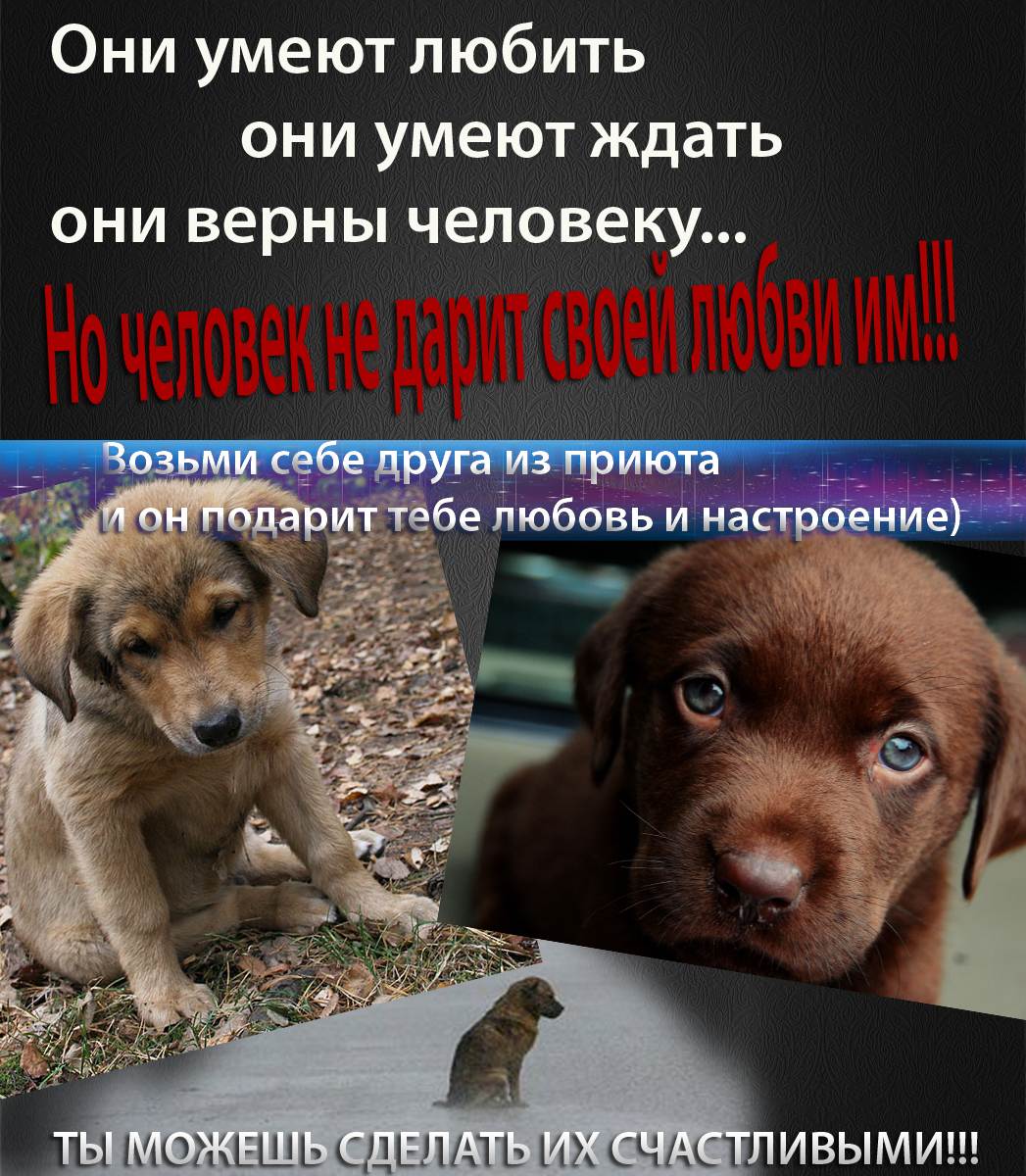 Как вести себя с животными из приюта: пять основных правил