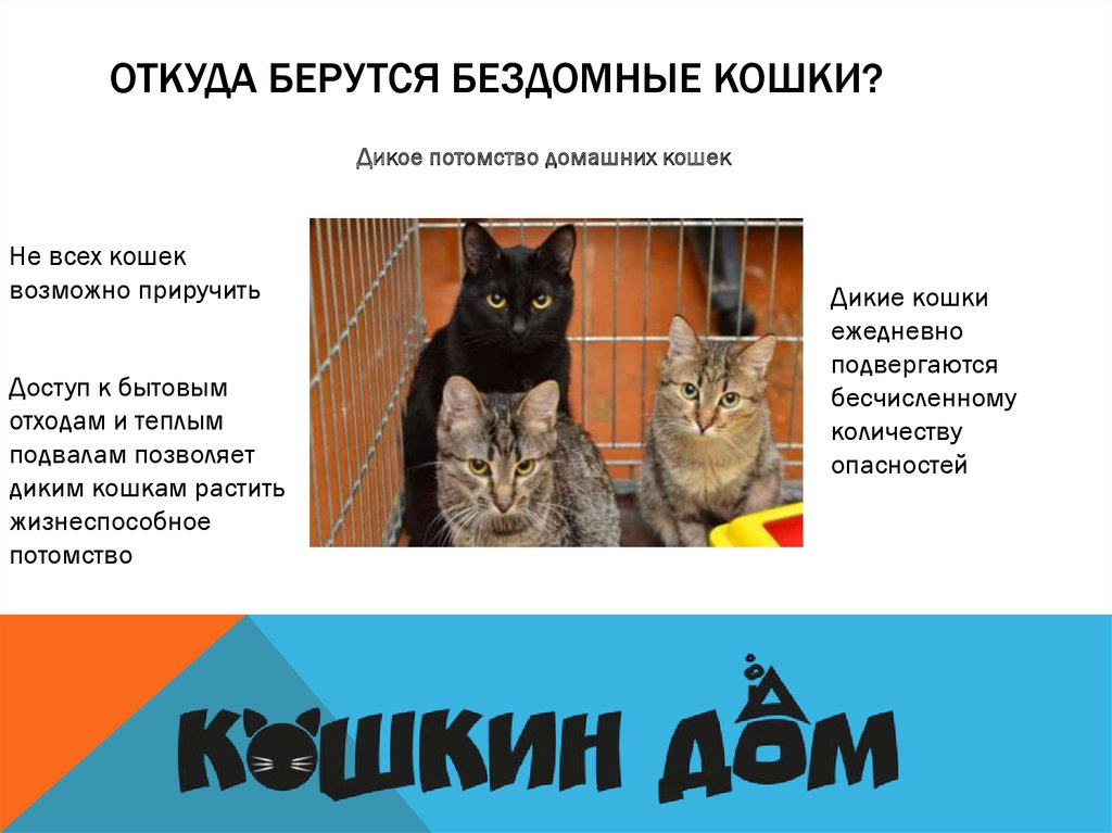 Опасны ли для человека кошачьи блохи в квартире?